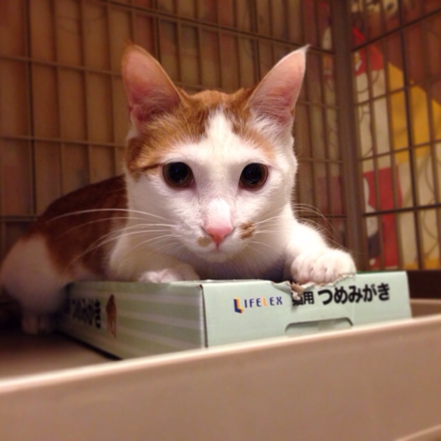 f:id:akiyochan15:20140508190436j:image:w400 f:id:akiyochan15:20140508190436j:image:w400