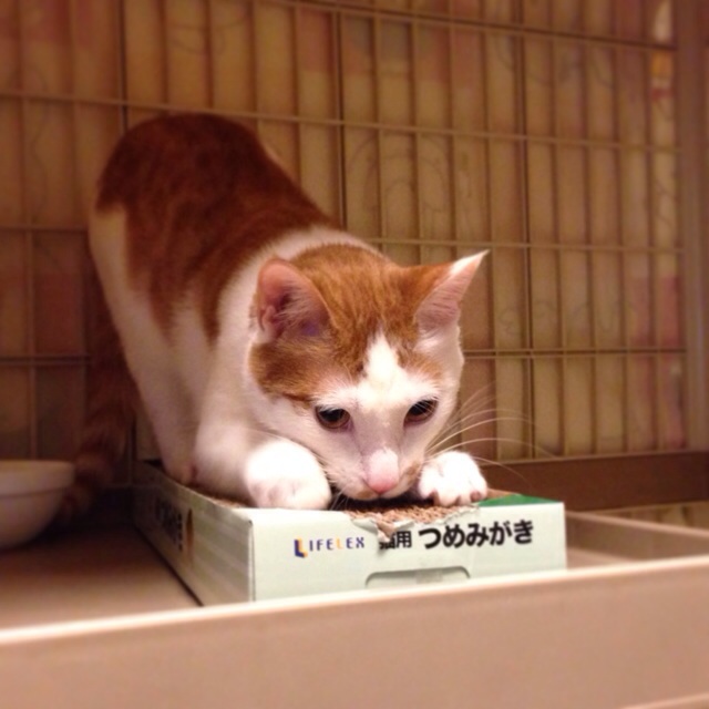 f:id:akiyochan15:20140508190438j:image:w400 f:id:akiyochan15:20140508190438j:image:w400