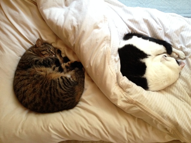 f:id:akiyochan15:20140510210527j:image:w518