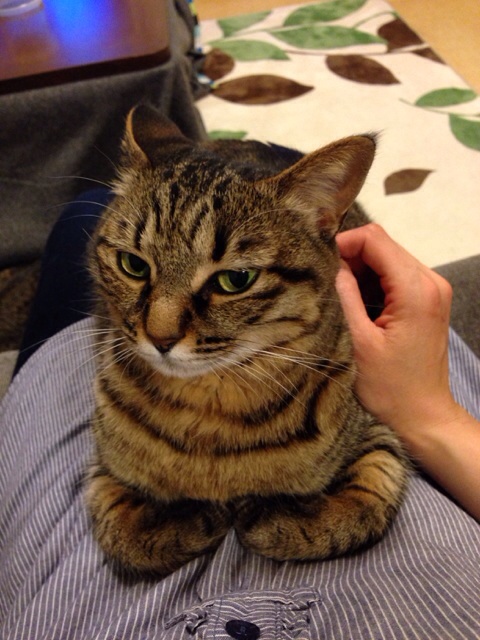 f:id:akiyochan15:20140513003741j:image:w389