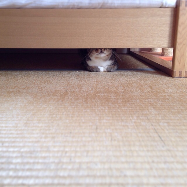 f:id:akiyochan15:20140521000424j:image:w400