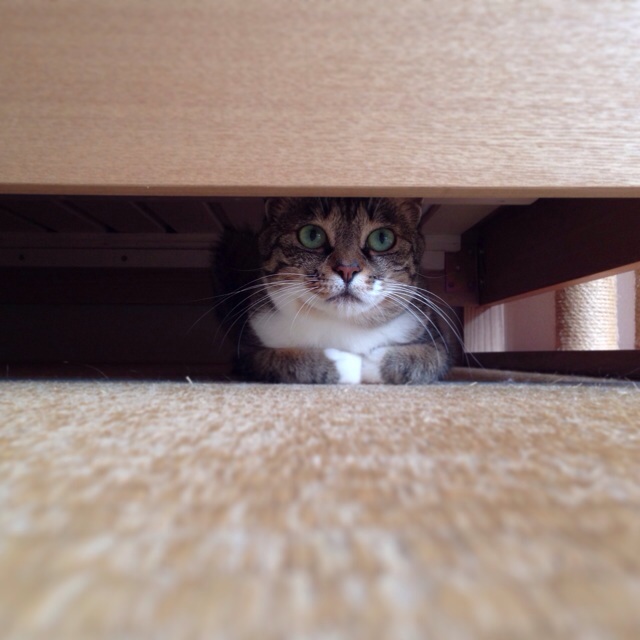 f:id:akiyochan15:20140521000425j:image:w400