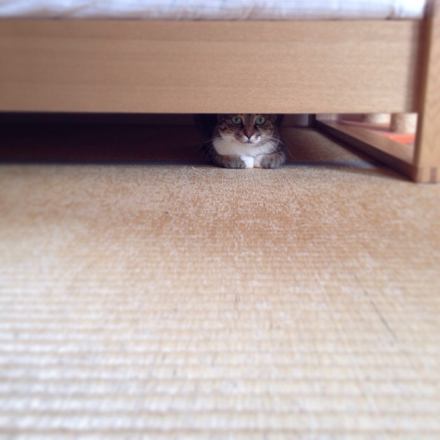 f:id:akiyochan15:20140521000426j:image:w400