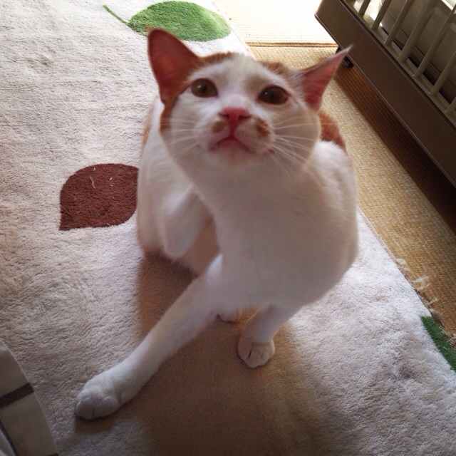 f:id:akiyochan15:20140521010430j:image:w400