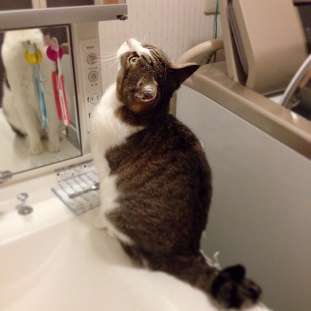 f:id:akiyochan15:20140521025942j:image:w400