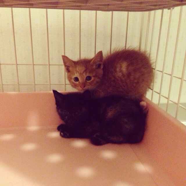 f:id:akiyochan15:20140526134840j:image:w400