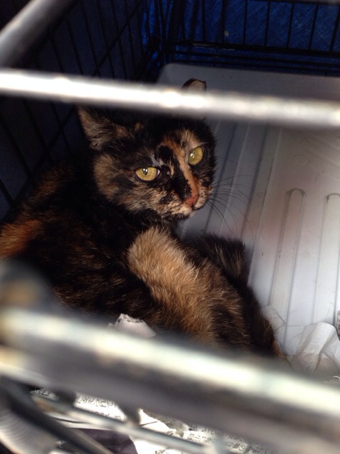 f:id:akiyochan15:20140528104830j:image:w389