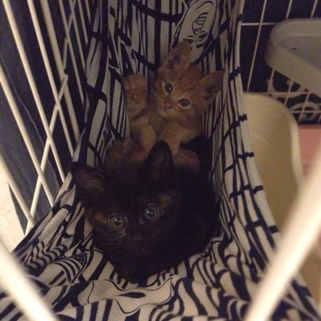 f:id:akiyochan15:20140528104831j:image:w400