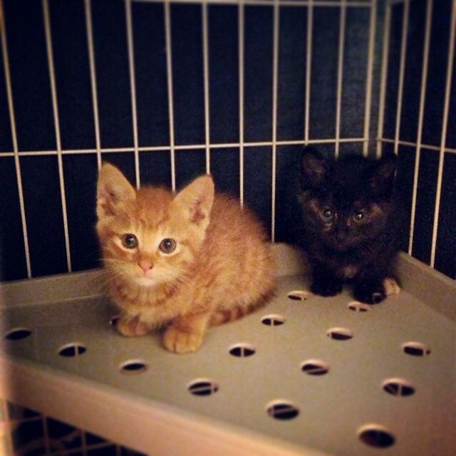 f:id:akiyochan15:20140529112621j:image:w400