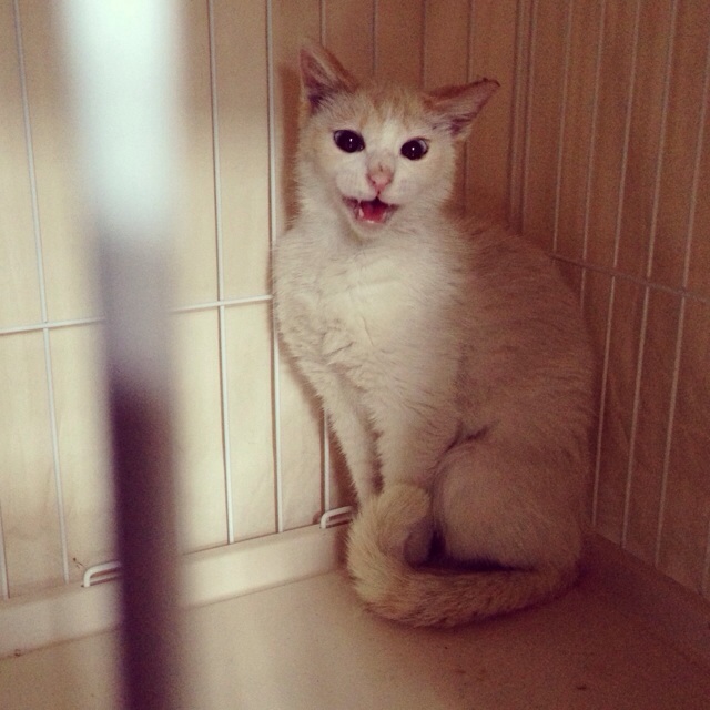 f:id:akiyochan15:20140605153003j:image:w400 f:id:akiyochan15:20140605153003j:image:w400