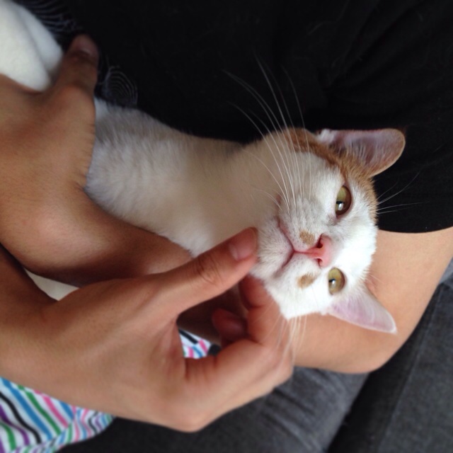 f:id:akiyochan15:20140621145546j:image:w400