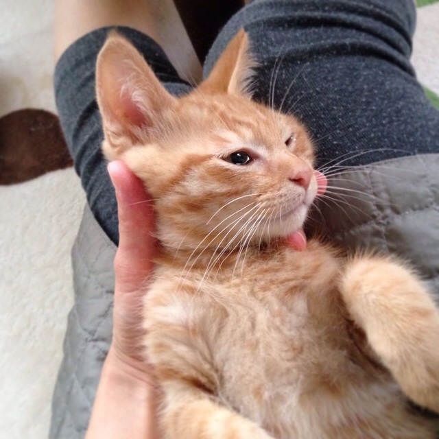 f:id:akiyochan15:20140622183043j:image:w400