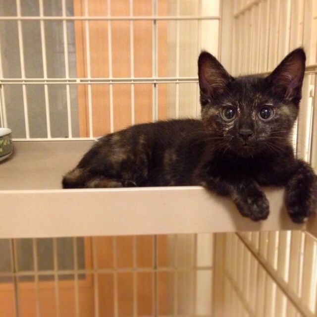 f:id:akiyochan15:20140710140234j:image:w400