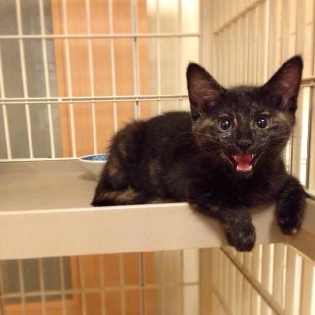 f:id:akiyochan15:20140710140235j:image:w400