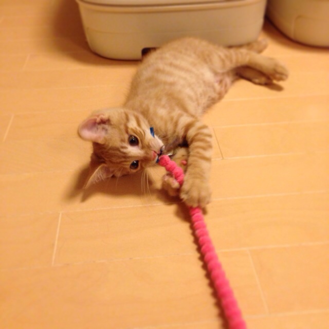 f:id:akiyochan15:20140710140236j:image:w400