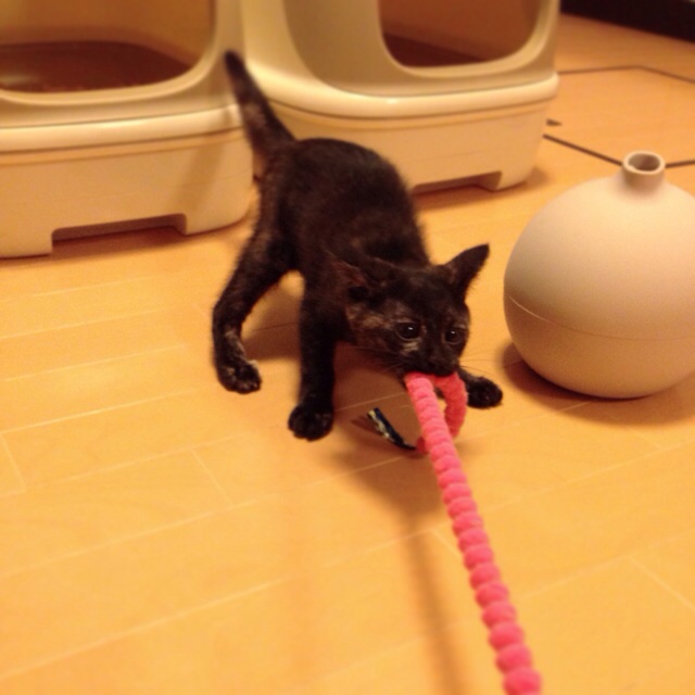 f:id:akiyochan15:20140710140237j:image:w400