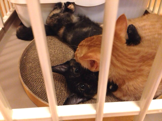 f:id:akiyochan15:20140716125620j:image:w518