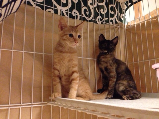 f:id:akiyochan15:20140724200933j:image:w518