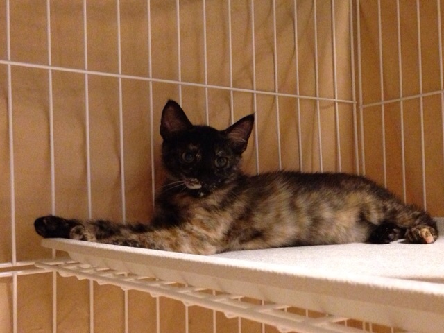 f:id:akiyochan15:20140724200934j:image:w518