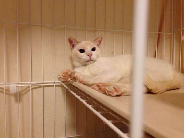 f:id:akiyochan15:20140724201616j:image:w518