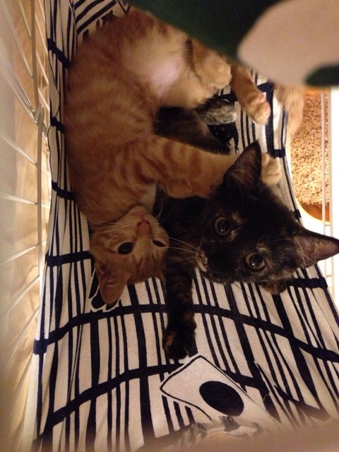 f:id:akiyochan15:20140725120110j:image:w389