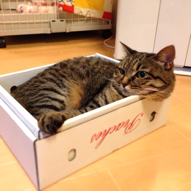 f:id:akiyochan15:20140725124537j:image:w400