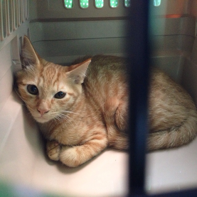 f:id:akiyochan15:20140908101333j:image:w400 f:id:akiyochan15:20140908101333j:image:w400