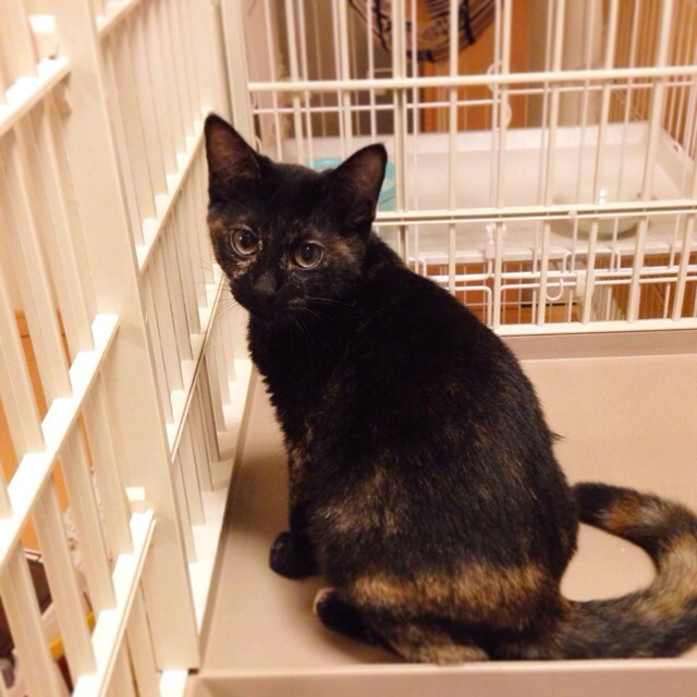 f:id:akiyochan15:20140908101335j:image:w389 f:id:akiyochan15:20140908101335j:image:w389