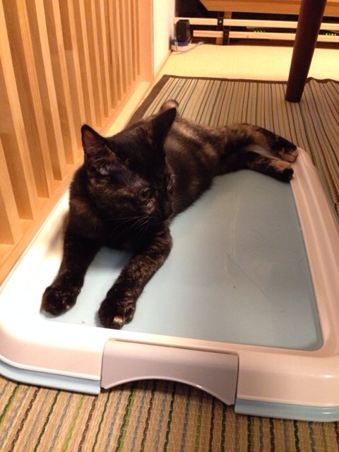 f:id:akiyochan15:20140908101336j:image:w389 f:id:akiyochan15:20140908101336j:image:w389