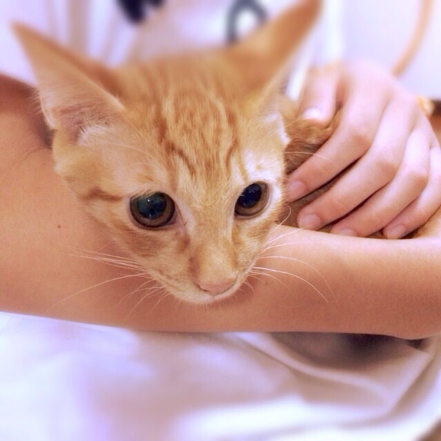 f:id:akiyochan15:20140908101444j:image:w389 f:id:akiyochan15:20140908101444j:image:w389