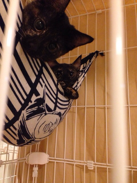 f:id:akiyochan15:20140918123335j:image:w389