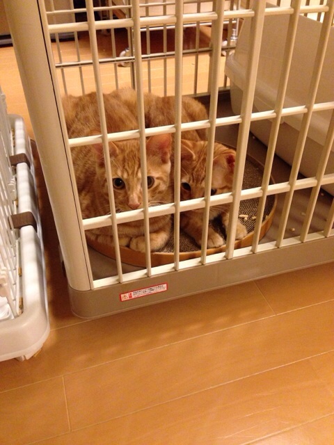 f:id:akiyochan15:20140918125255j:image:w389