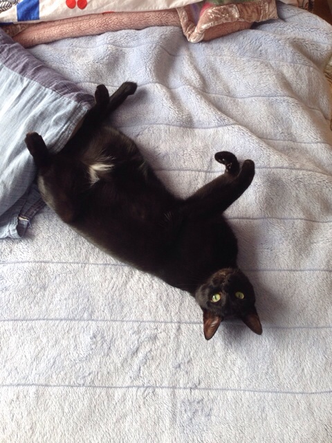 f:id:akiyochan15:20140921152245j:image:w389