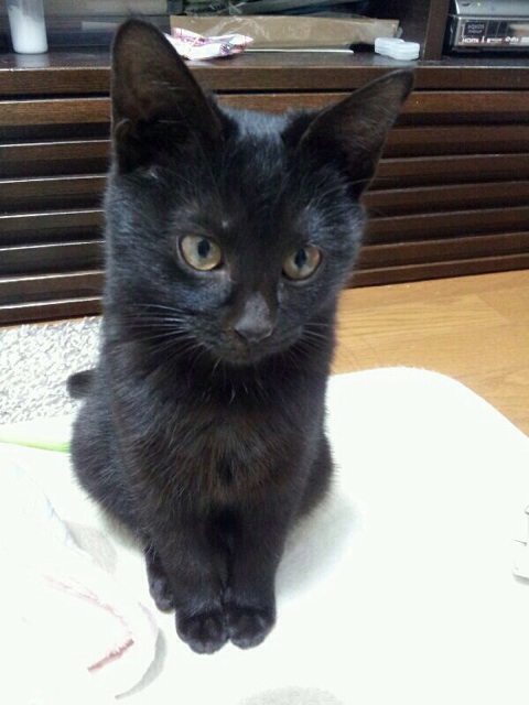 f:id:akiyochan15:20140921162450j:image:w389