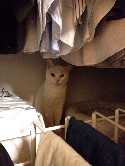 f:id:akiyochan15:20140923223425j:image:w389