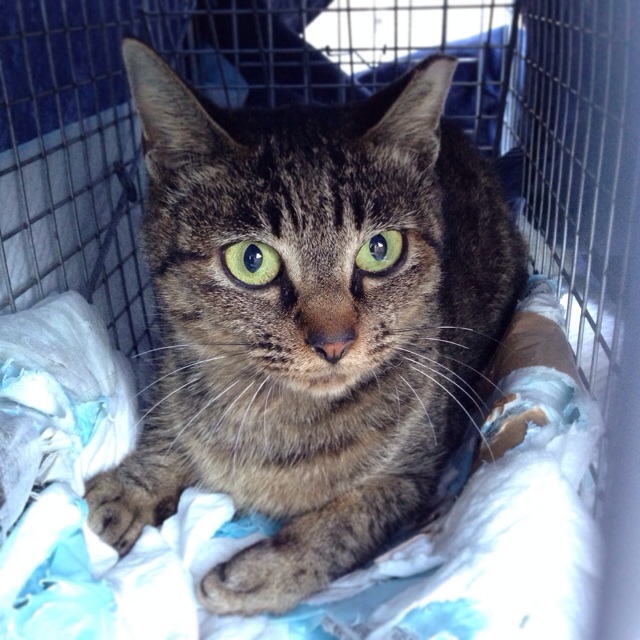 f:id:akiyochan15:20140930124259j:image:w400