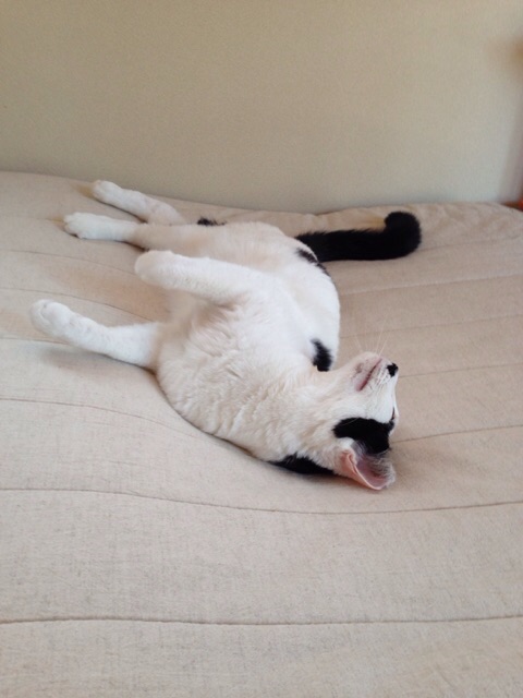 f:id:akiyochan15:20141002001749j:image:w389