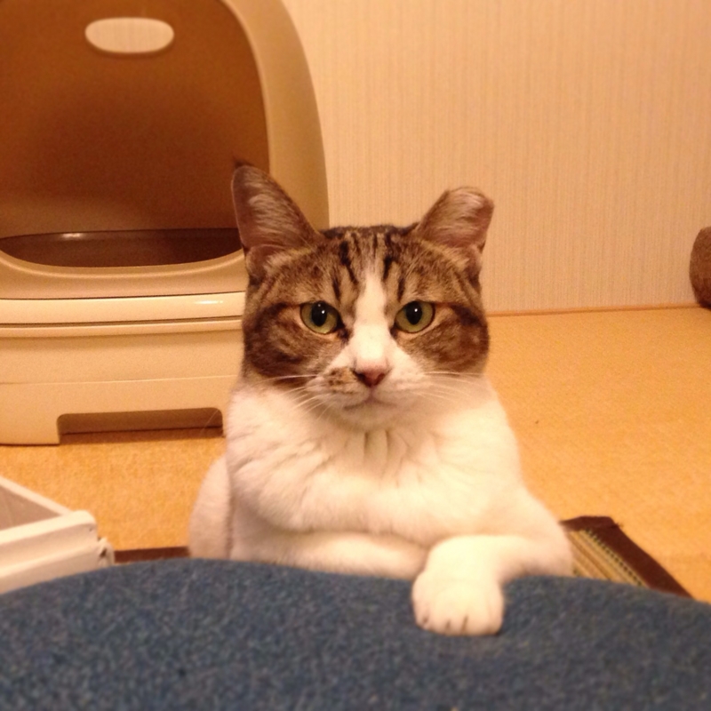 f:id:akiyochan15:20141002010431j:image:w400