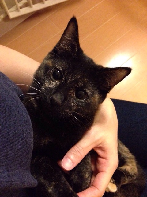 f:id:akiyochan15:20141012034301j:image:w389 f:id:akiyochan15:20141012034301j:image:w389