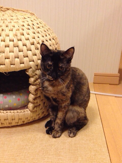 f:id:akiyochan15:20141012034302j:image:w389 f:id:akiyochan15:20141012034302j:image:w389