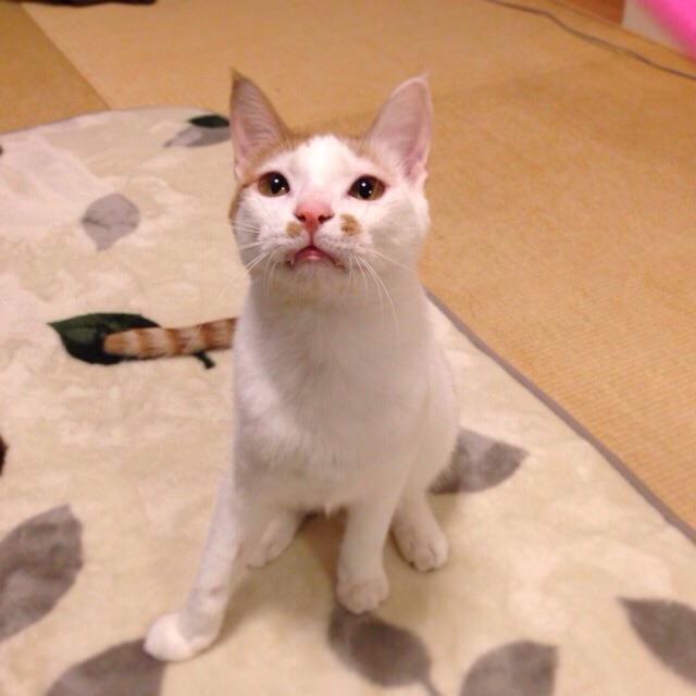 f:id:akiyochan15:20141013140121j:image:w400 f:id:akiyochan15:20141013140121j:image:w400