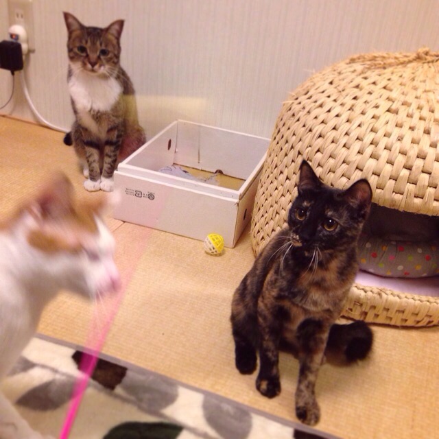 f:id:akiyochan15:20141013140122j:image:w400 f:id:akiyochan15:20141013140122j:image:w400