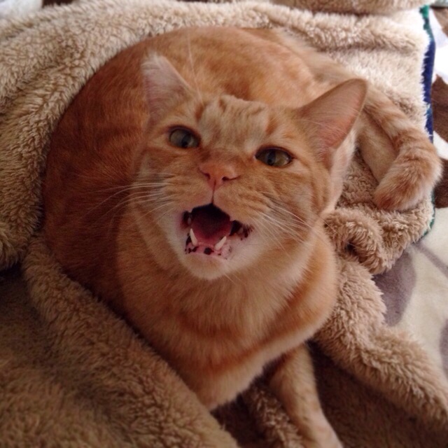 f:id:akiyochan15:20141013140124j:image:w400 f:id:akiyochan15:20141013140124j:image:w400