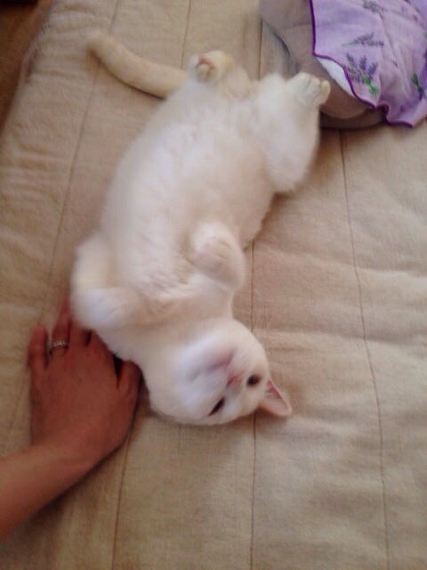 f:id:akiyochan15:20141017124843j:image:w389