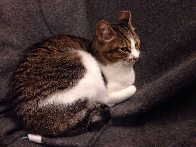 f:id:akiyochan15:20141017124844j:image:w518