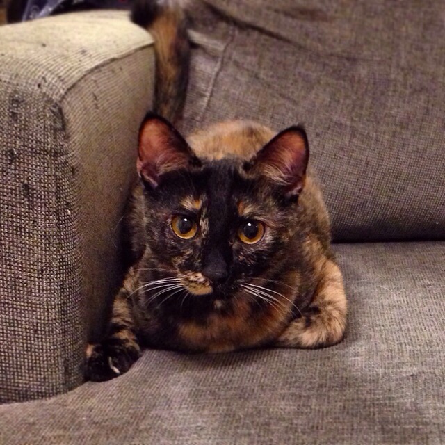 f:id:akiyochan15:20141017125204j:image:w400