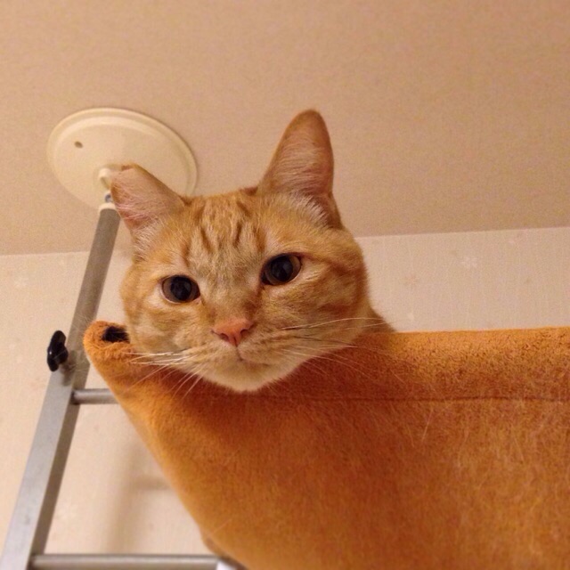 f:id:akiyochan15:20141027114917j:image:w400