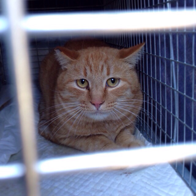 f:id:akiyochan15:20141027114918j:image:w400