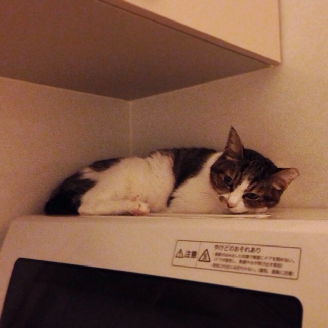 f:id:akiyochan15:20141109225936j:image:w400