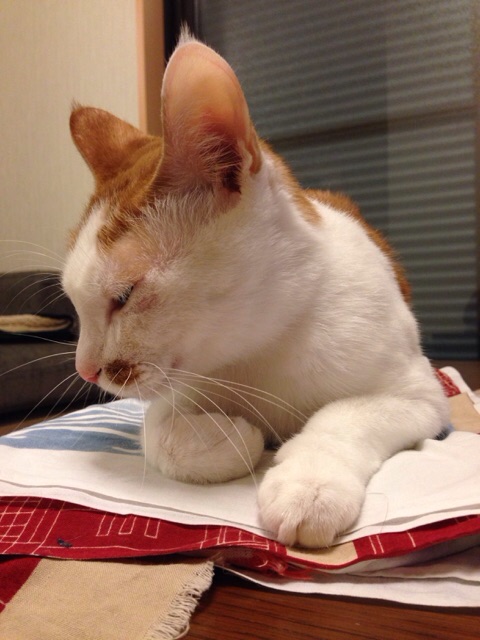 f:id:akiyochan15:20141109225937j:image:w389